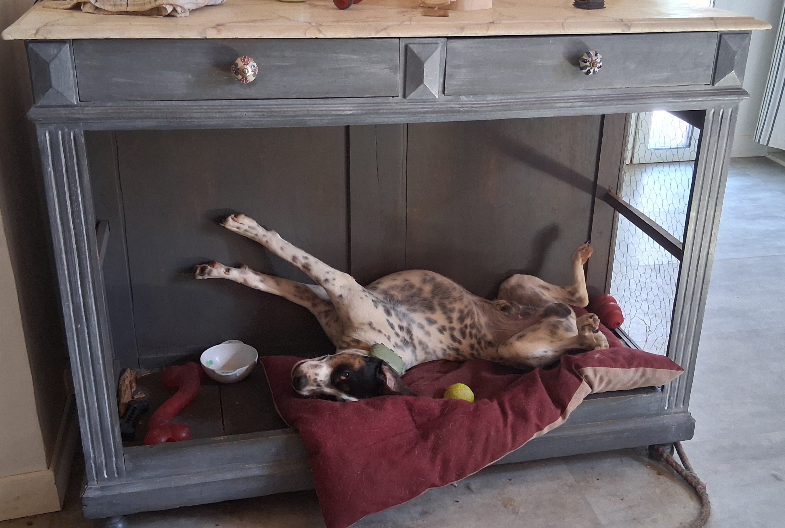 Meuble Chien — après